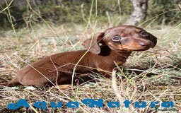 Teckel Miniatura perros en venta: Teckel Macho 2 de Lena AQUANATURA - Imagen 1