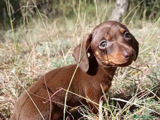 Teckel Miniatura perros Teckel Macho 2 de Lena AQUANATURA - Anuncio 13