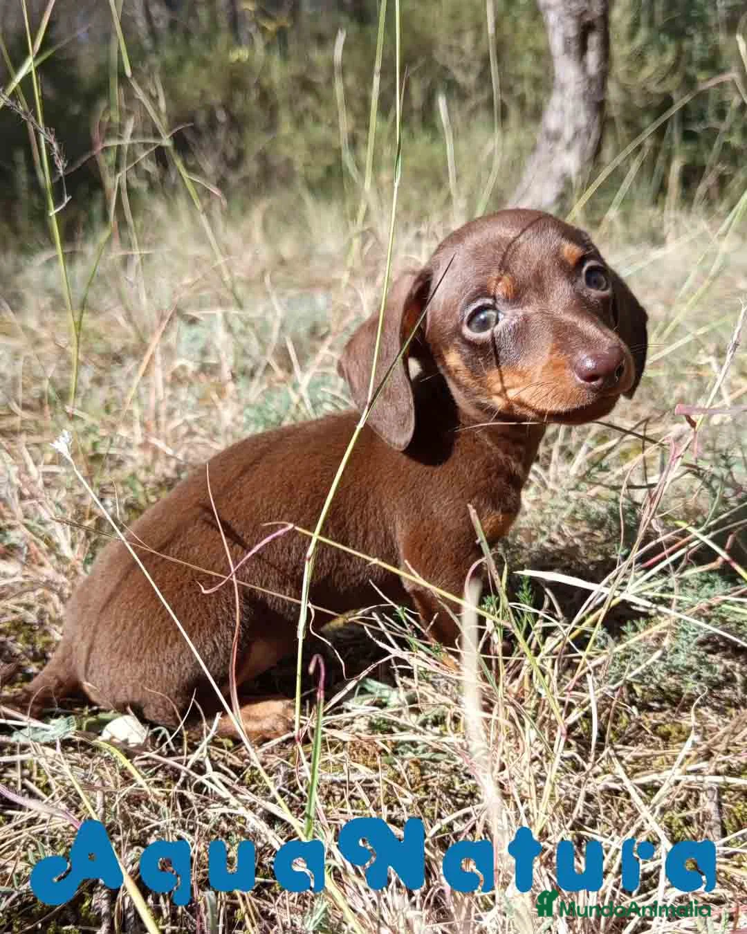 Teckel Miniatura perros en venta: Teckel Macho 2 de Lena AQUANATURA - Anuncio 1