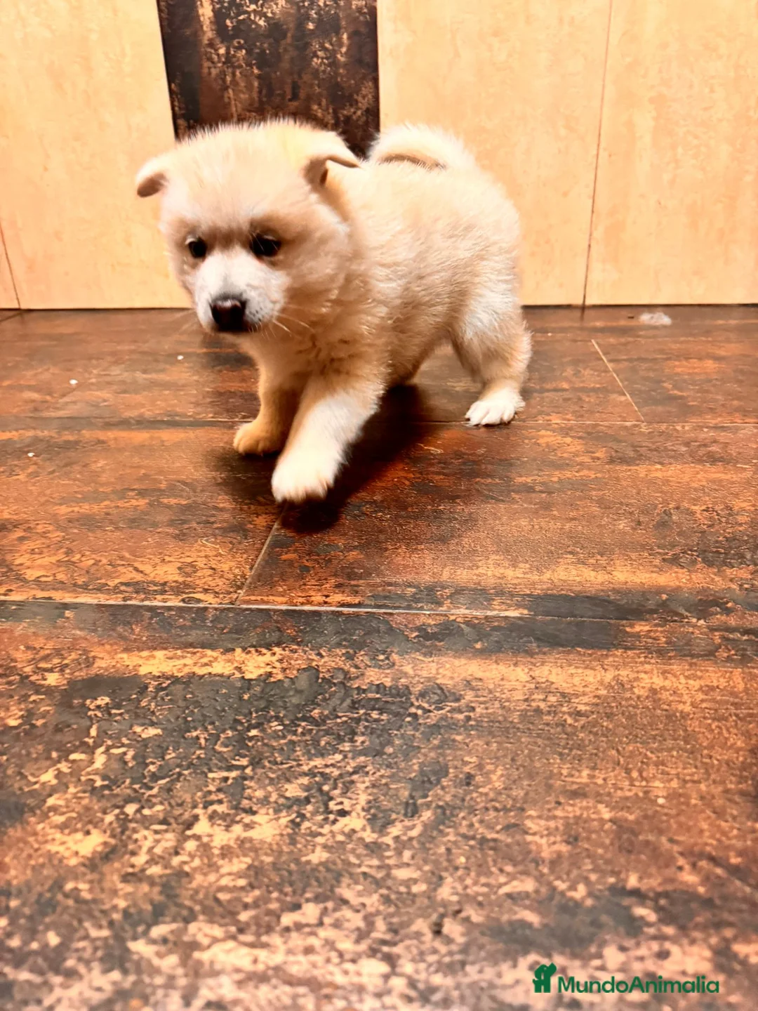 Pomsky perros en venta: Cachorro macho de Pomsky buen precio - Anuncio 6