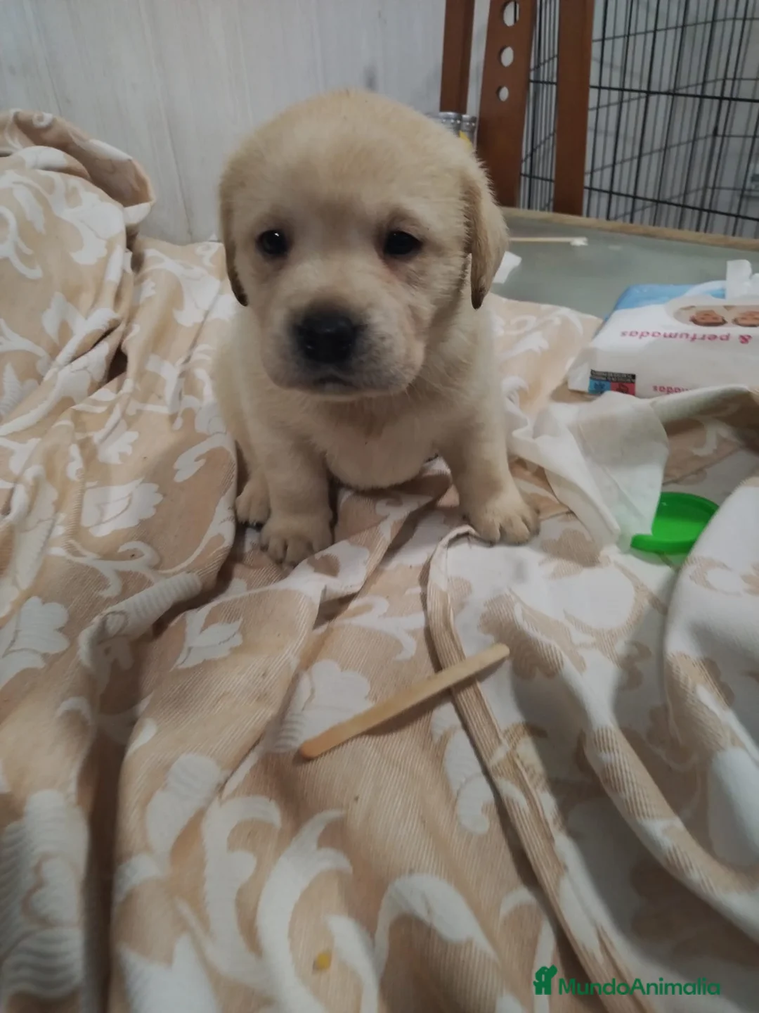 Labrador Retriever perros en venta: Labrador retriever canela🐶🐾🩵🩷 en Cádiz - Anuncio 1