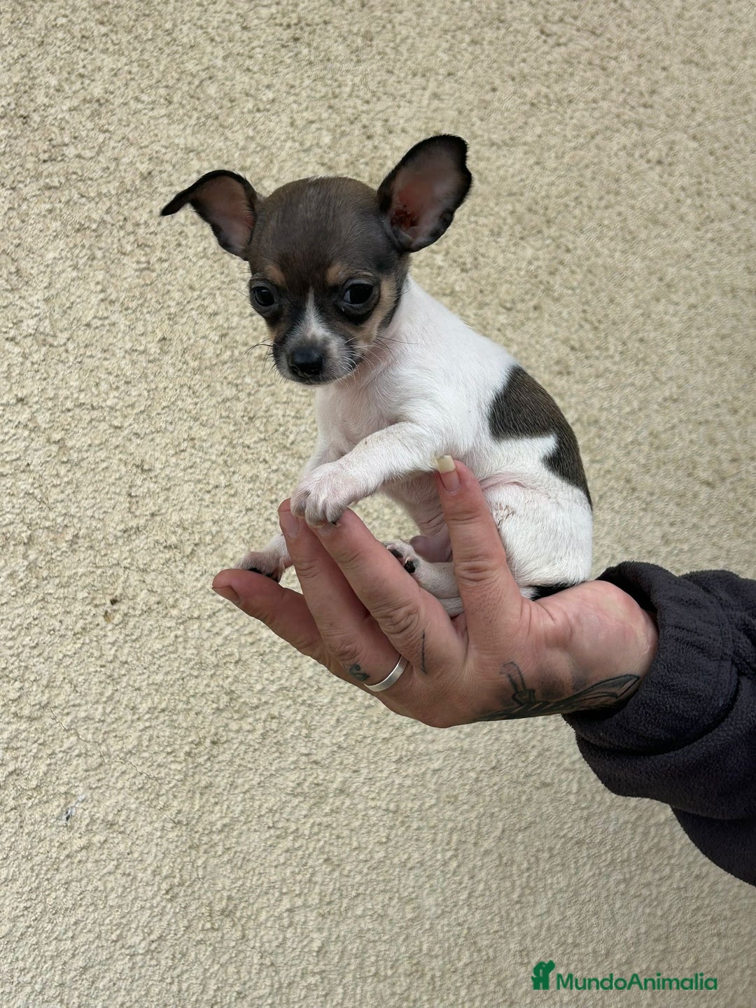 Chihuahua perros en venta: Chihuahua  - Anuncio 1