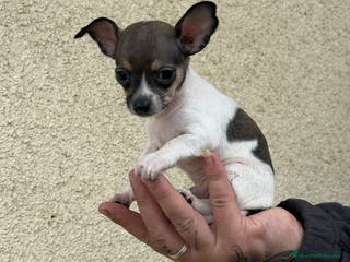 Chihuahua perros Chihuahua - Anuncio 23