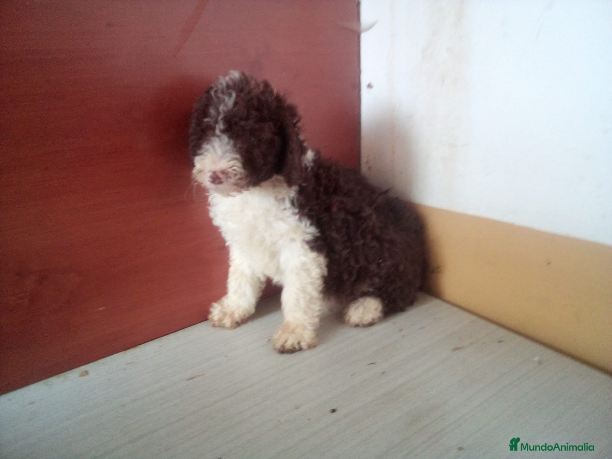 Perro de Agua Español perros Perro de Aguas MARISMEÑOS - Anuncio 3
