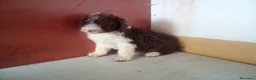 Perro de Agua Español perros en venta: Perro de Aguas MARISMEÑOS - Anuncio 2