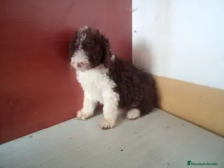 Perro de Agua Español perros Perro de Aguas MARISMEÑOS - Anuncio 3
