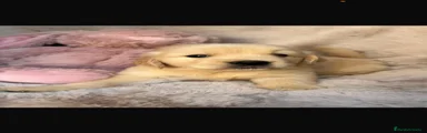 Golden Retriever 3