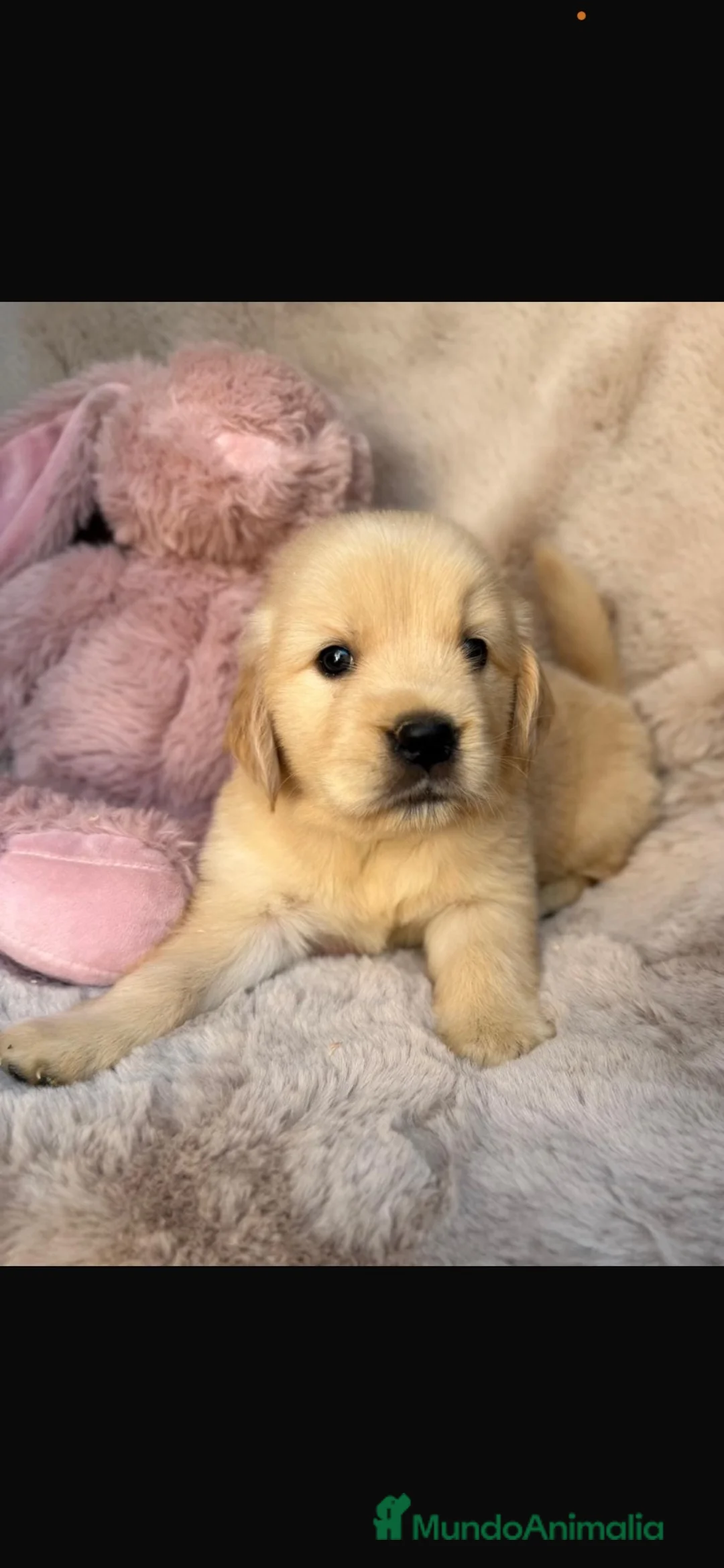 Golden Retriever perros en venta: Preciosos Golden retriever  - Anuncio 2