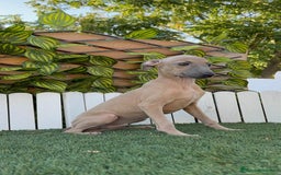 Pequeño Lebrel Italiano perros en venta: PICCOLO MACHO COLOR ISABELA - Imagen 8
