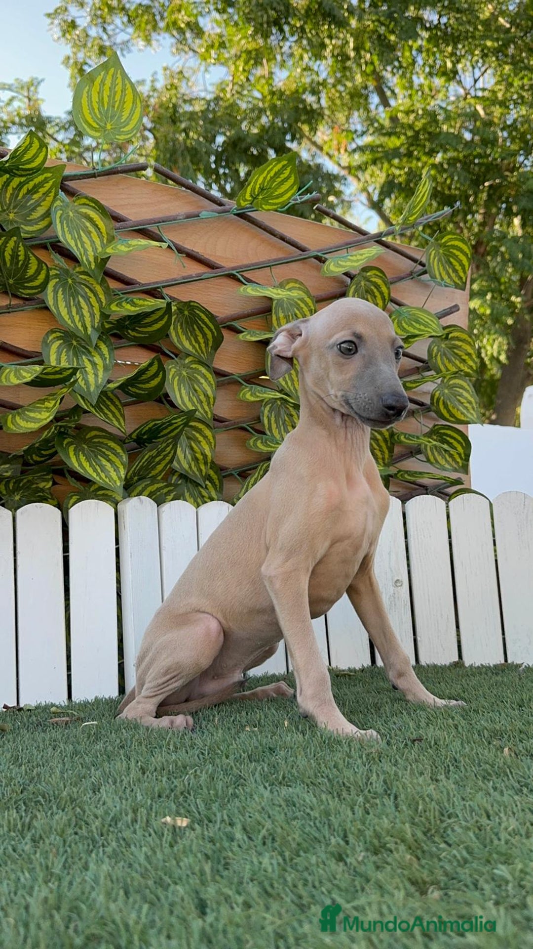 Pequeño Lebrel Italiano perros en venta: PICCOLO MACHO COLOR ISABELA - Imagen 8