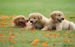 Golden Retriever perros en venta: Achuchable cachorrito de Golden Retriever - Imagen 1