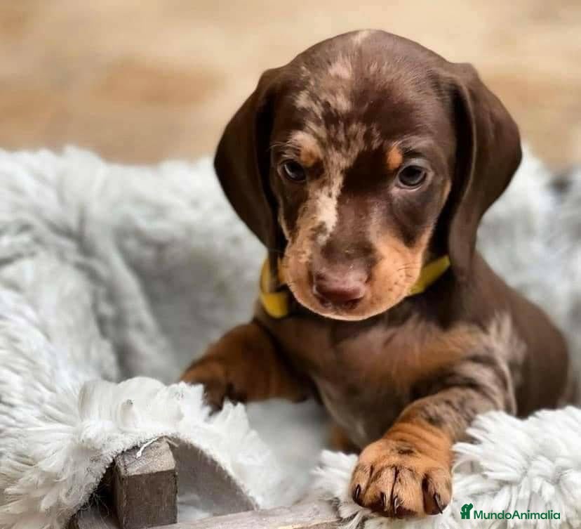 Teckel perros TECKEL MINIS ///// PUPPIES  - Anuncio 2