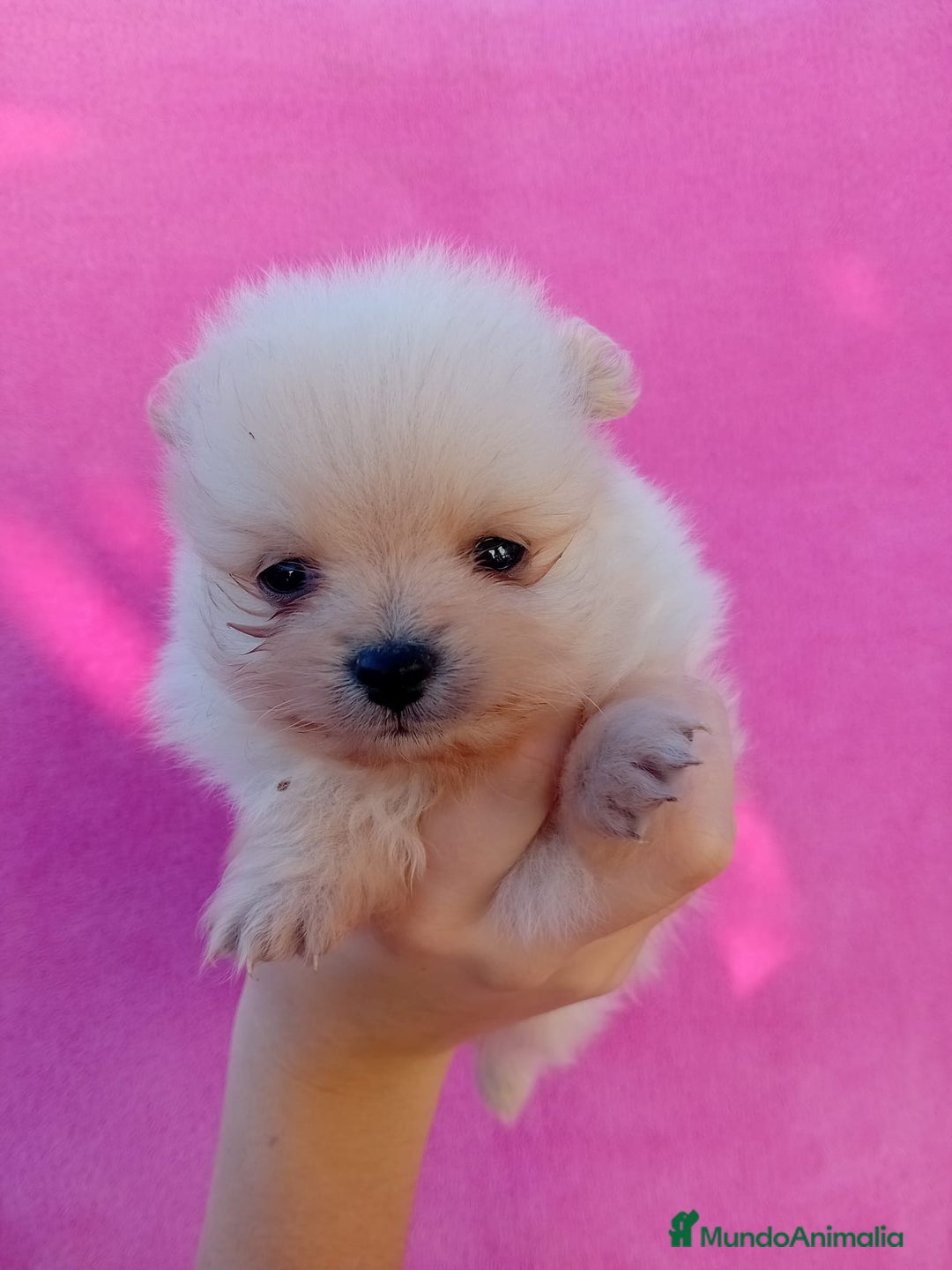 Pomerania perros en venta: Lulú de pomerania precio real - Anuncio 7