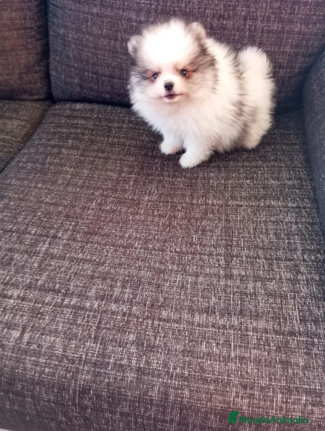 Pomerania perros en venta: Pomerania de Lulú - Anuncio 3