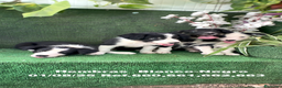 Border Collie perros en venta: Border Collie De Villa Biznaga - Anuncio 17