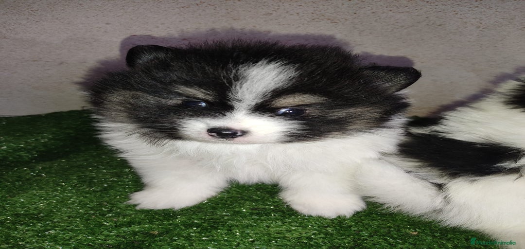 Imagen de galería {{count}}