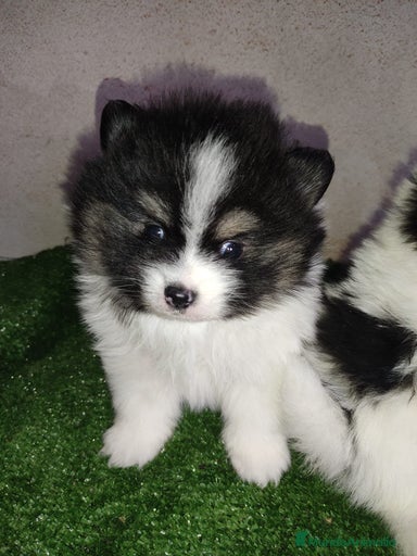 Imagen de galería {{count}}