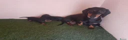 Teckel perros en venta: Preciosos Teckel negro fuego.  - Anuncio 2