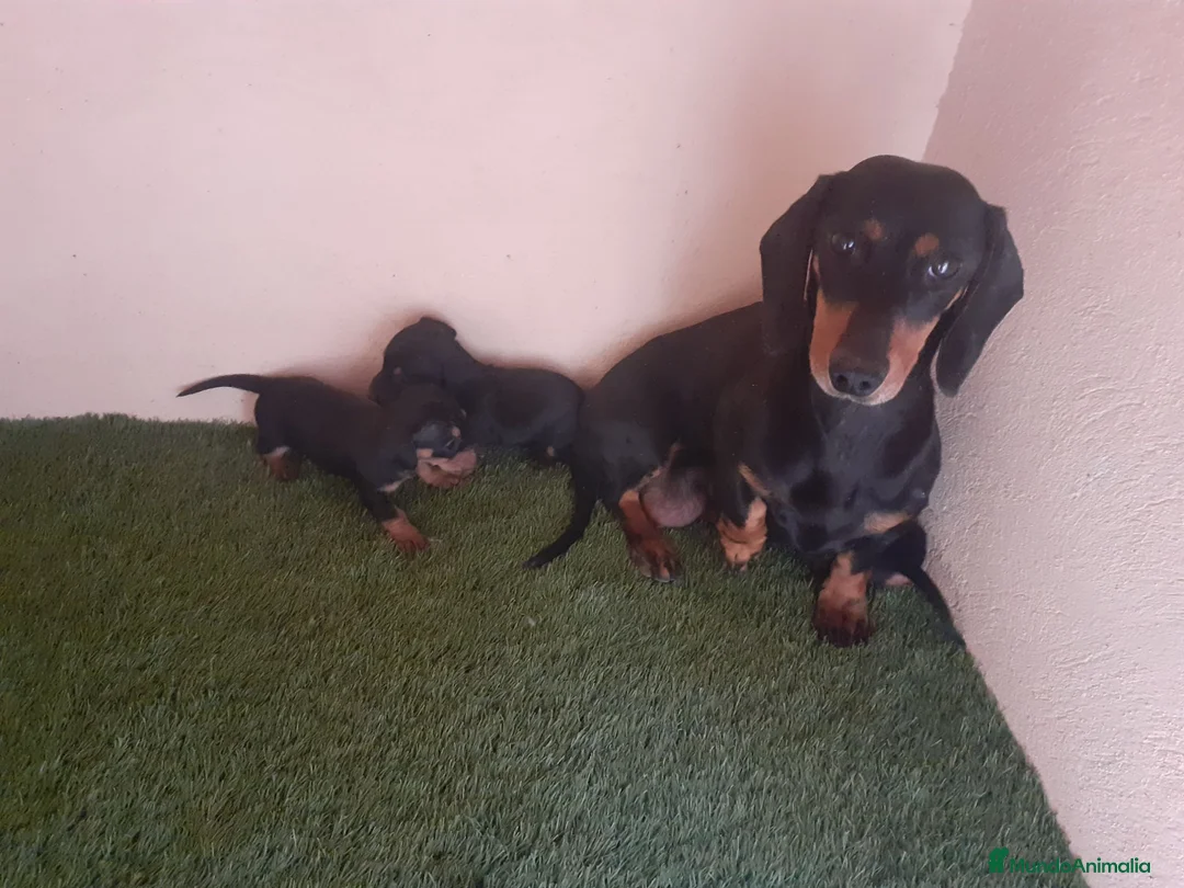 Teckel perros en venta: Preciosos Teckel negro fuego.  - Anuncio 2