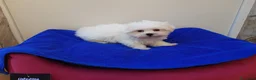 Bichón Maltés perros en venta: Bichón Maltés - Anuncio 7