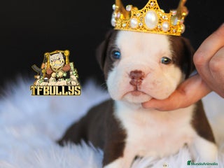American Bully perros en Cantabria - Anuncio 29