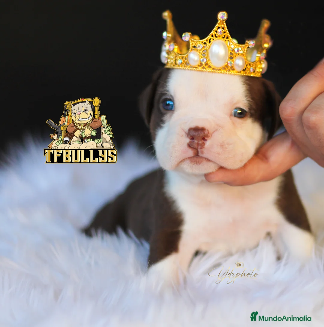 American Bully perros en venta: Hembra American Bully tricolor chocolate en Cantabria - Anuncio 1