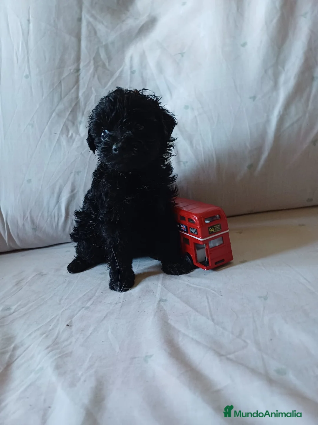 Caniche Toy perros en venta: Preciosos caniches toy🐶🐾 en Cádiz - Anuncio 2