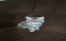Persa gatos en venta: Gatcot.com - Imagen 5