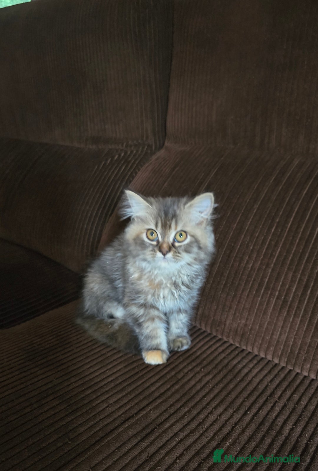 Persa gatos en venta: Gatcot.com - Imagen 5