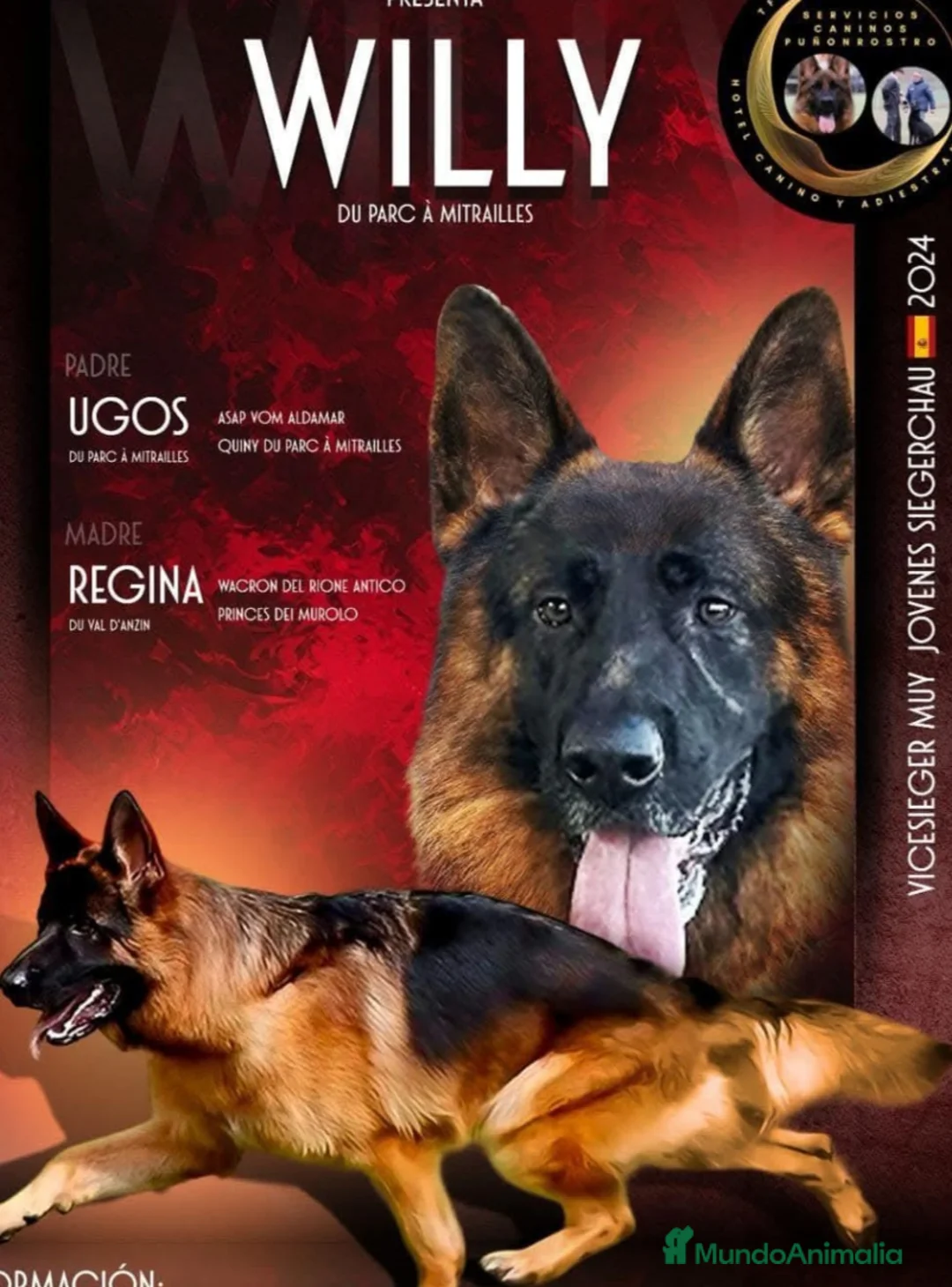 Pastor Alemán perros en venta: Tuna De Los Malvares - Anuncio 5