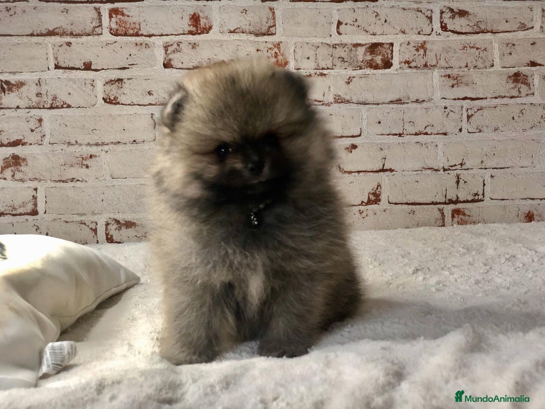 Pomerania perros en venta: Lulú de pomerania  - Anuncio 3