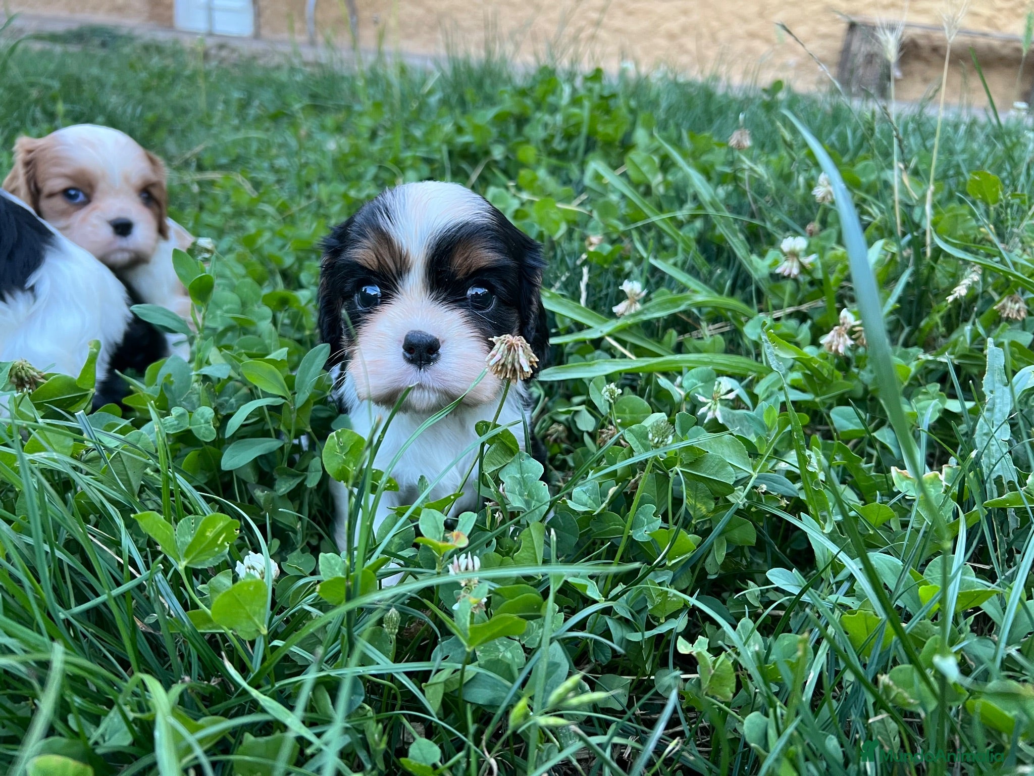 Cavalier King Charles Spaniel perros Cachorro Cavalier King Charles Spaniel - Anuncio 1