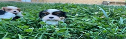 Cavalier King Charles Spaniel perros en venta: Cachorro Cavalier King Charles Spaniel - Anuncio 1