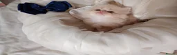Persa gatos en venta: Disponible gatitos persa  - Anuncio 11