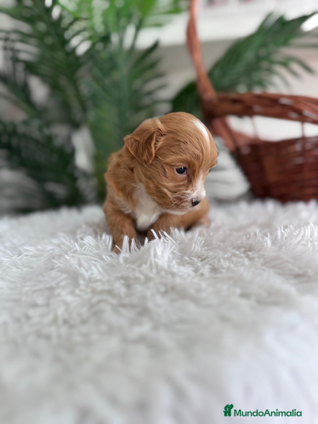 Maltipoo perros en venta: MALTIPOO - Imagen 14