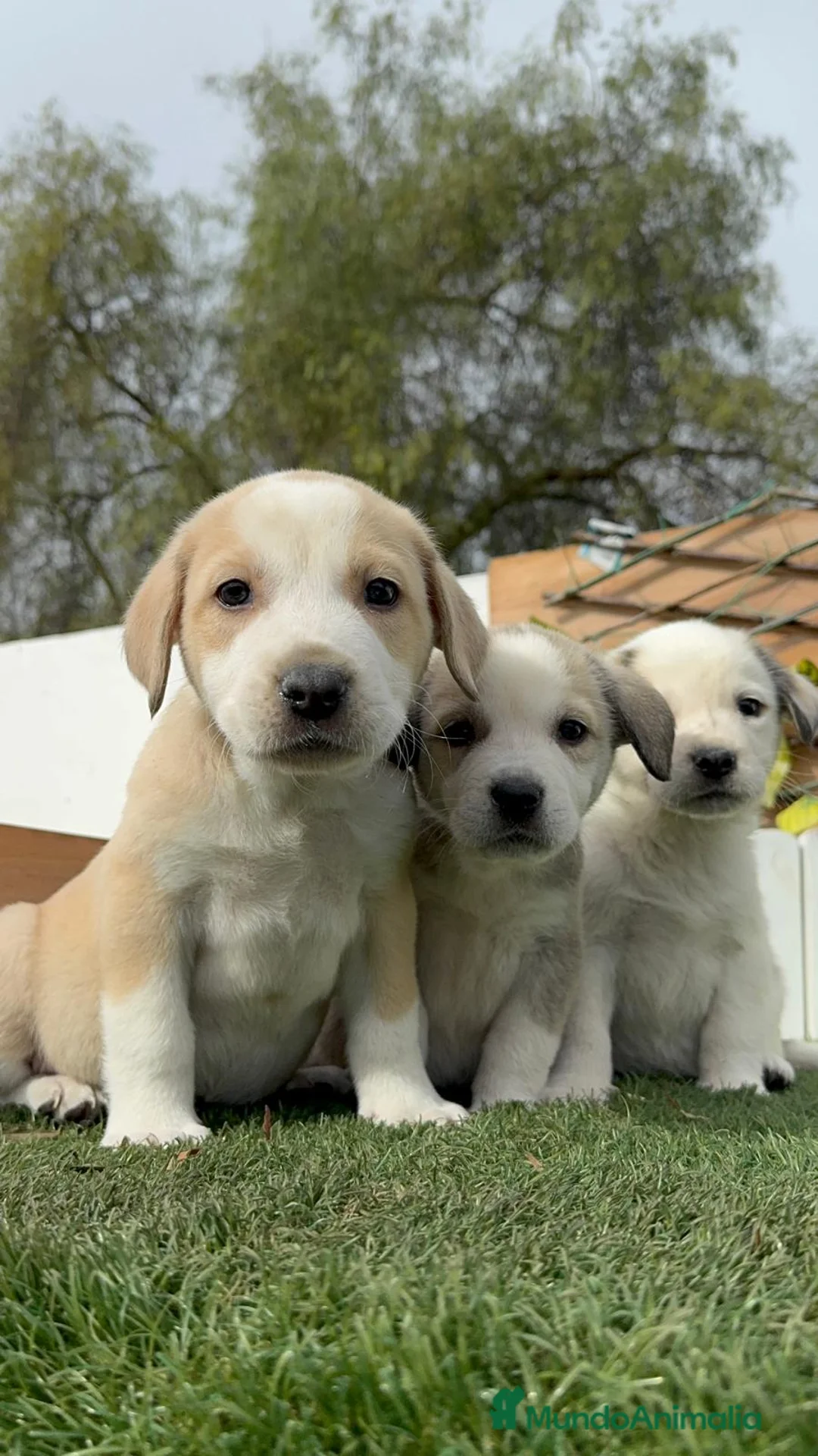 Mastín Español perros en venta: MASTIN ESPAÑOL - Anuncio 2