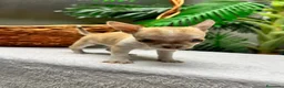 Chihuahua perros en venta:  🐾 DOS PRECIOSAS CHIHUAHUAS HEMBRAS 🐾 - Anuncio 19