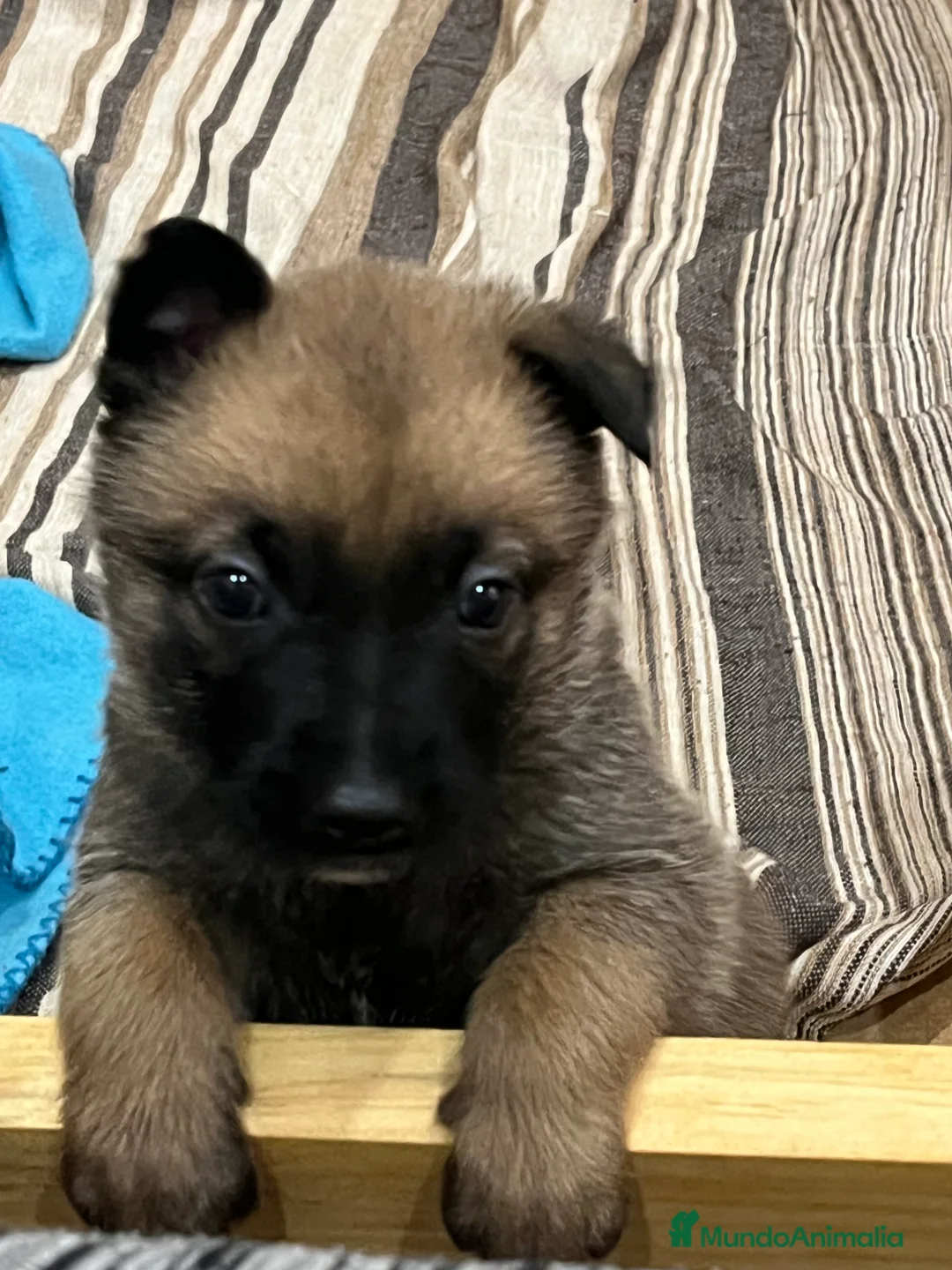 Pastor Belga Malinois perros en venta: Pastor belga malinois  - Anuncio 3