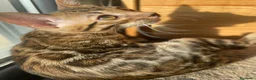 Bengalí gatos en venta: Hembra Bengalí Brown Spotted Tabby - Anuncio 9