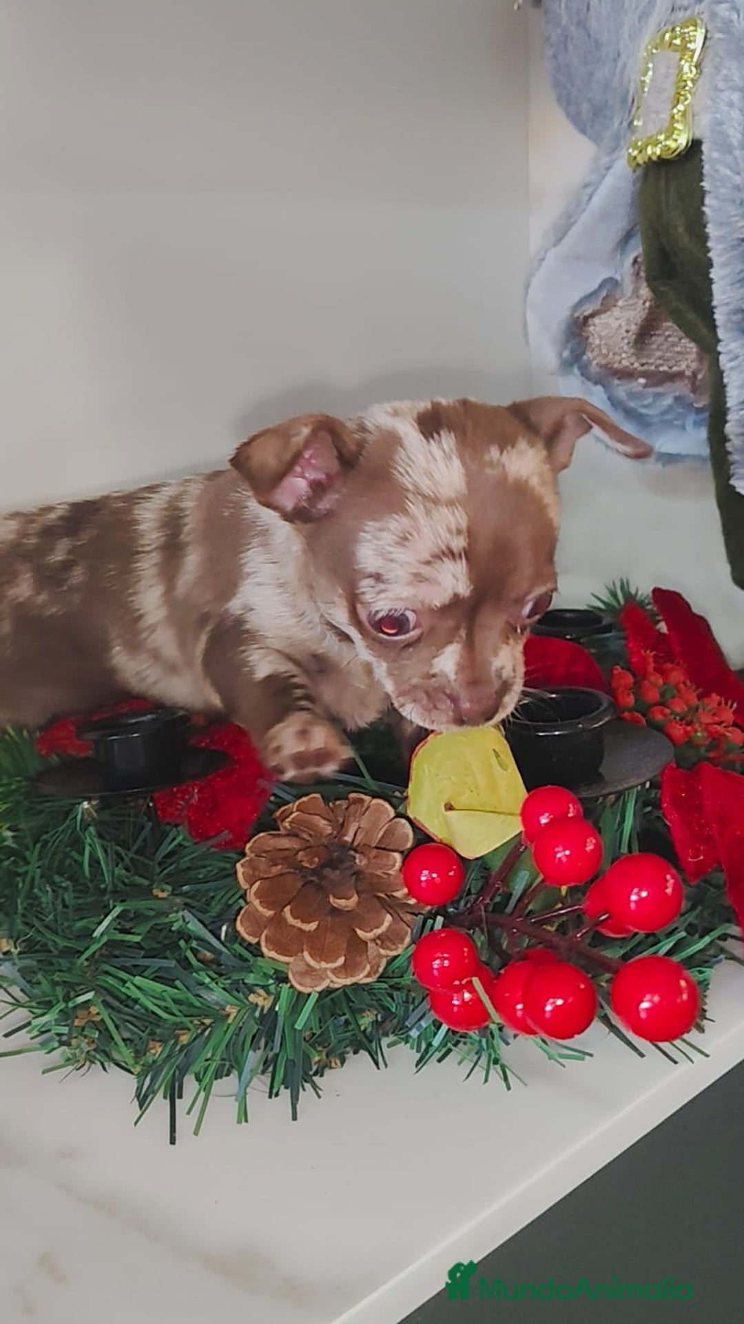 Chihuahua perros en venta: Chihuahua merle linia rusa  - Anuncio 2
