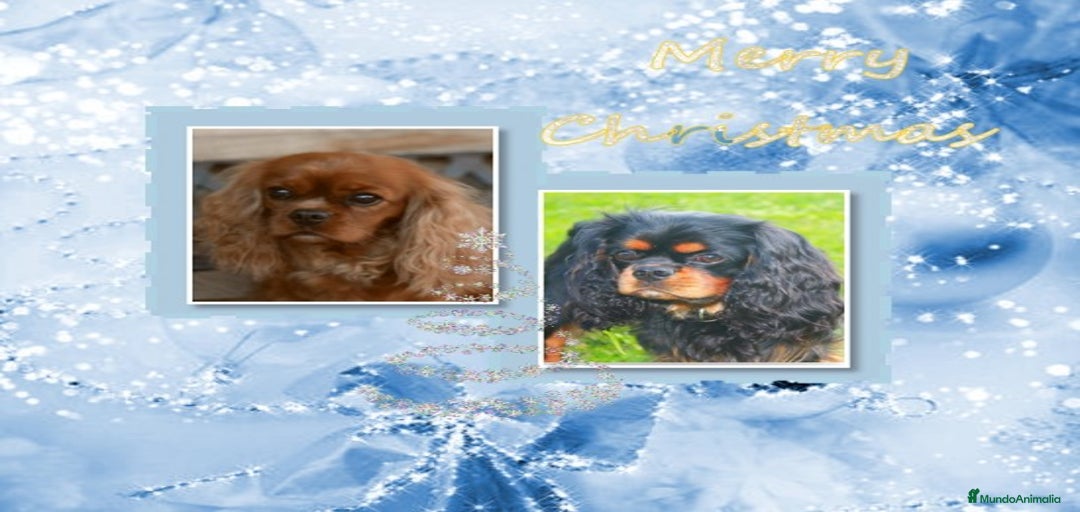 Imagen de galería {{count}}