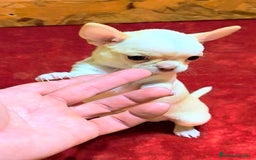 Chihuahua perros en venta: Precioso cachorro chihuahua  - Anuncio 8