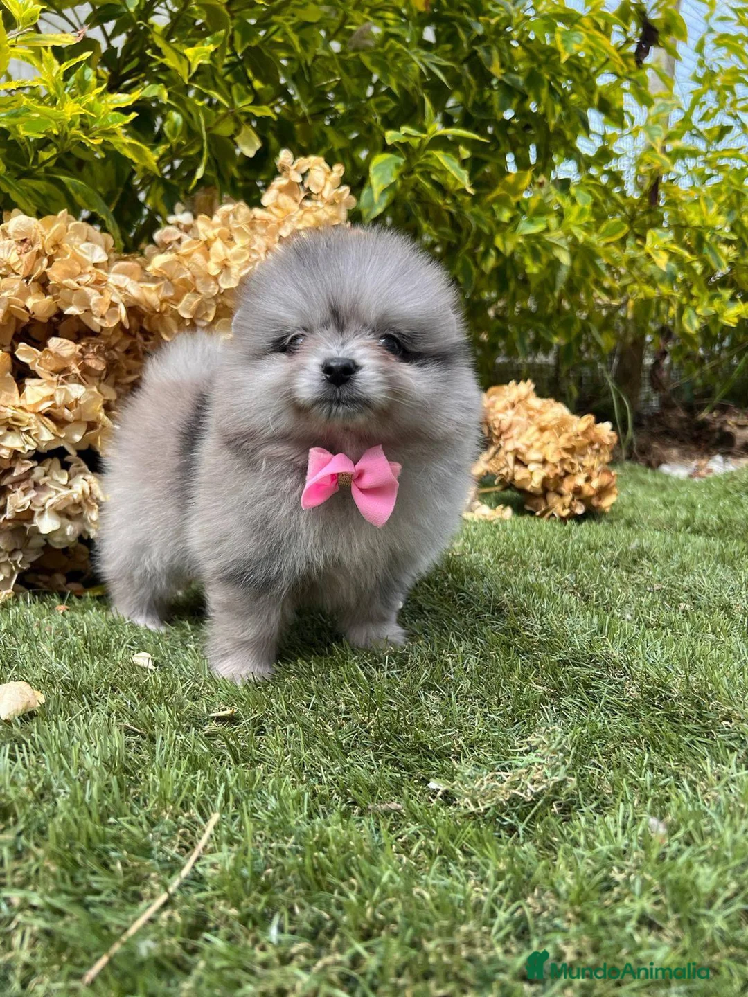 Pomerania perros en venta: pomeranias mini  - Anuncio 1