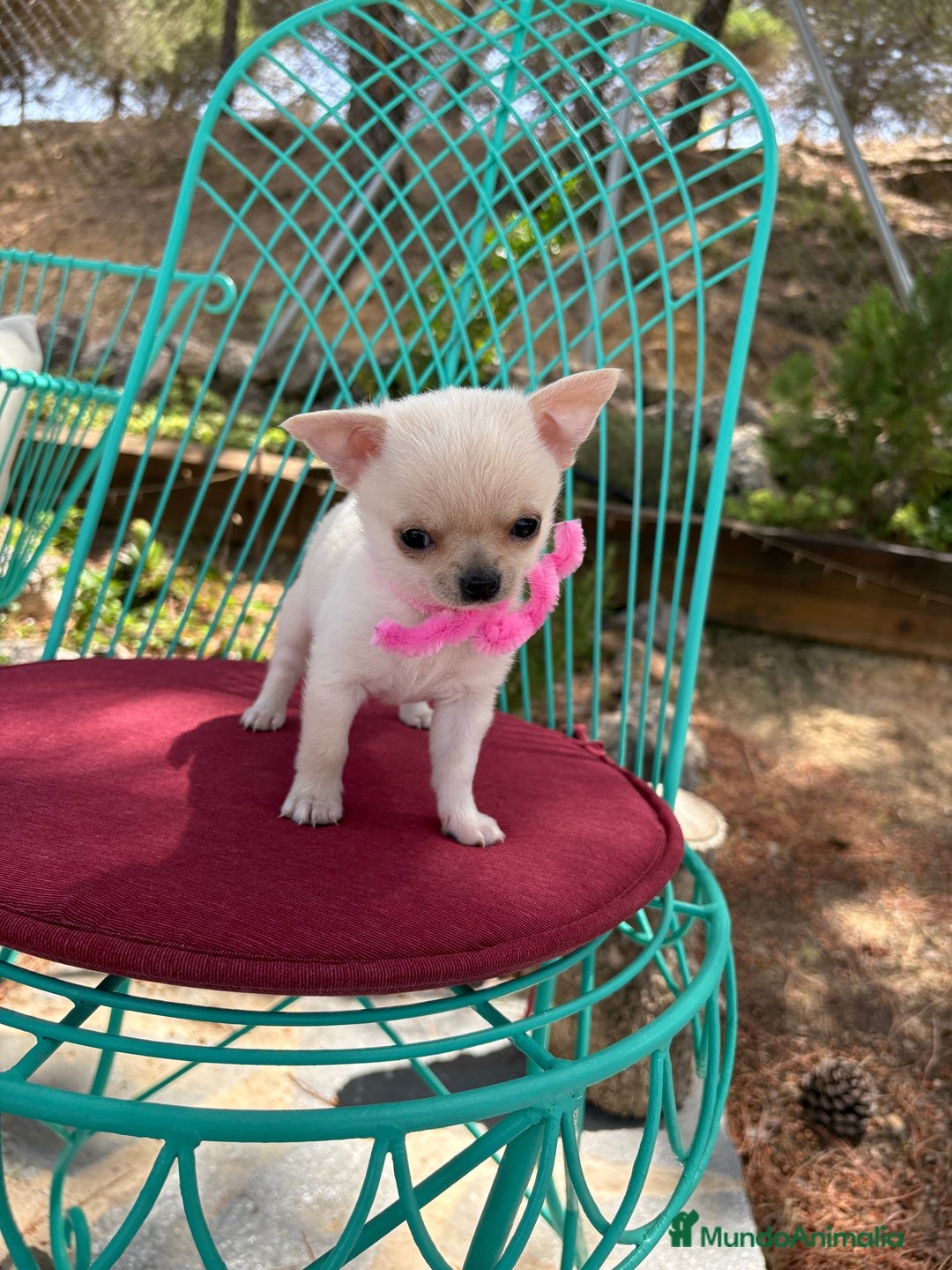 Chihuahua perros en venta: Chihuahua hembra blanca !!! - Anuncio 7