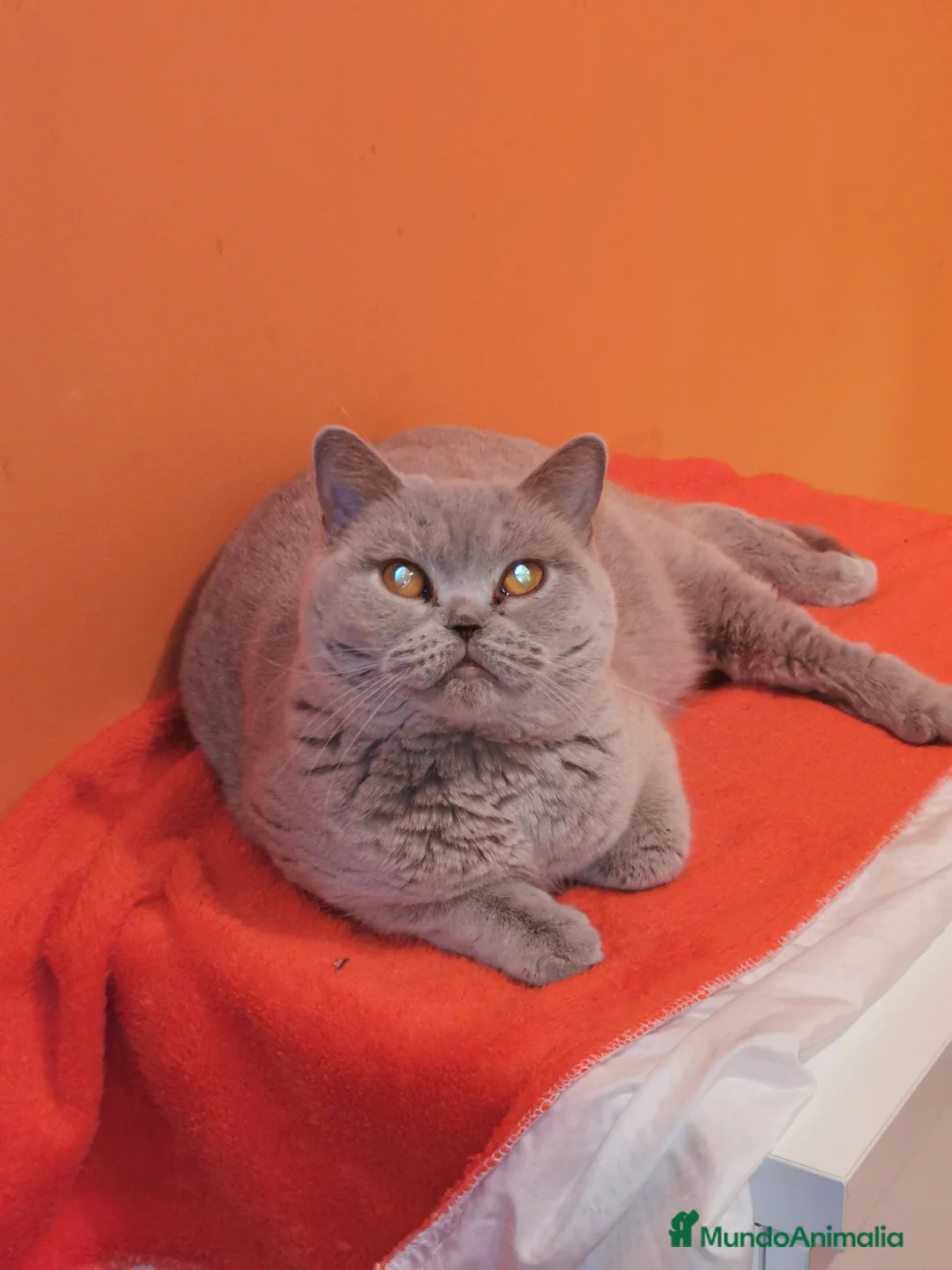 Británico de Pelo Corto Azul gatos en venta: Cachorros british shorthair lilac y blue en Valencia - Anuncio 6