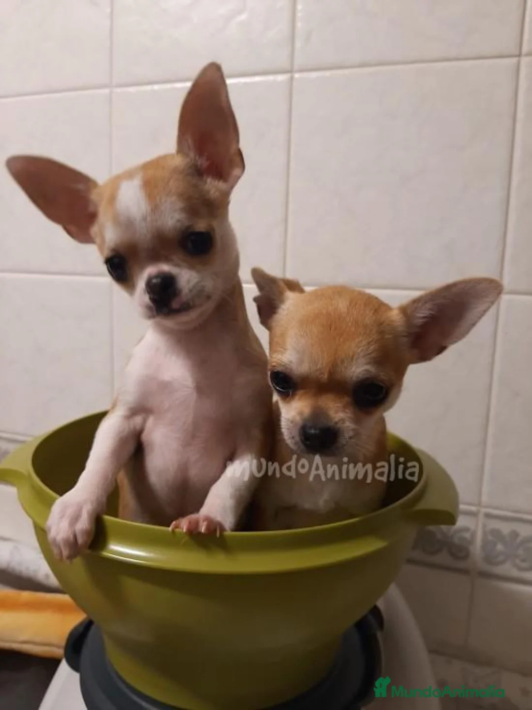 Imagen de galería {{count}}