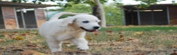 Golden Retriever perros en venta: Golden Retriever en Madrid - Anuncio 4