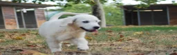 Golden Retriever perros en venta: Golden Retriever en Madrid - Anuncio 4