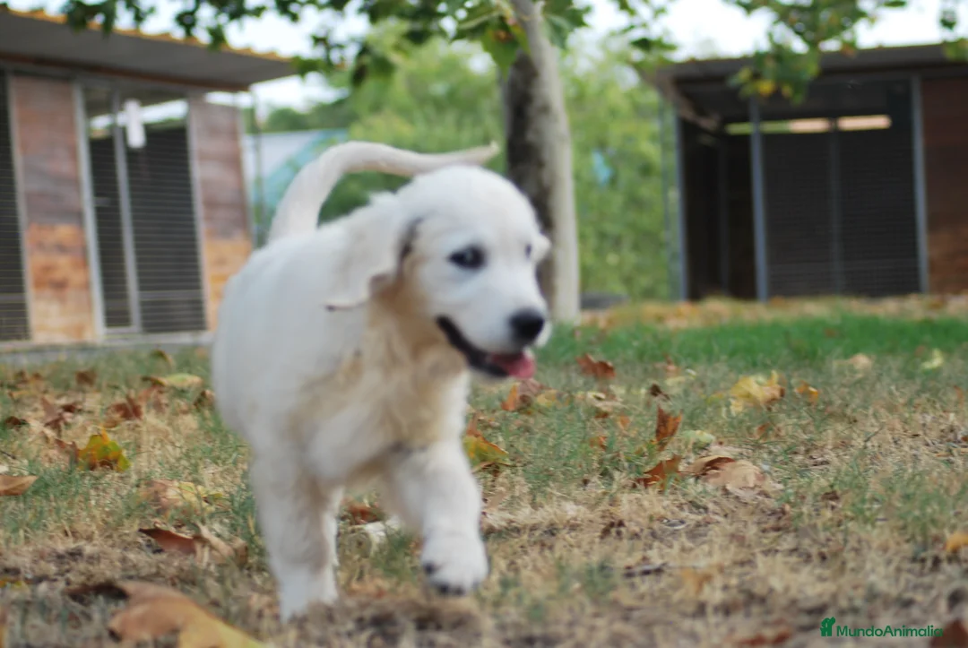 Golden Retriever perros en venta: Golden Retriever en Madrid - Anuncio 4