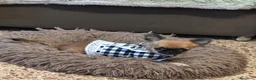 Chihuahua perros en venta: Preciosos chihuahuas  - Anuncio 7